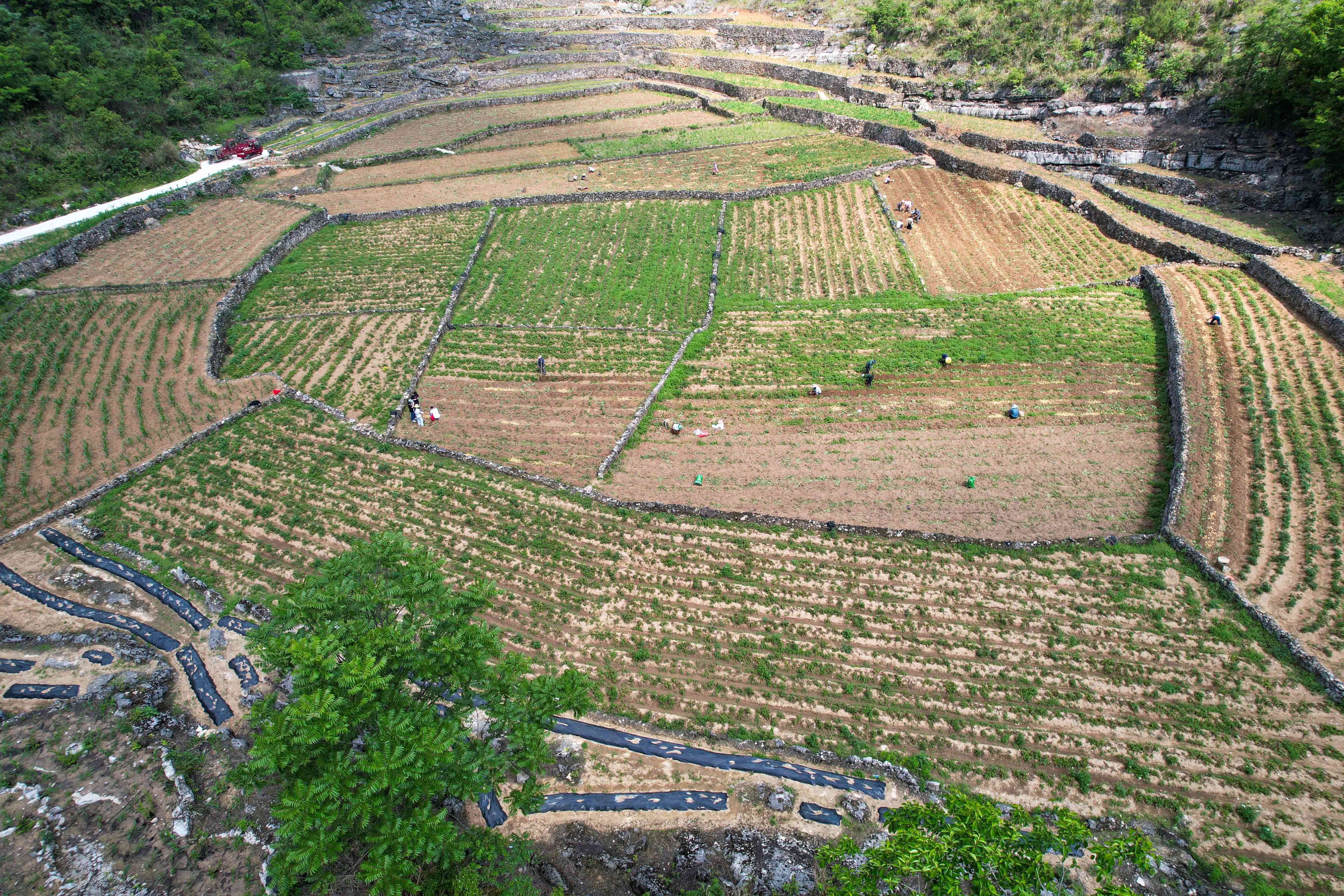 貴州羅甸：石漠化山區迎來新産業 一地雙收拓寬致富路_fororder_平岩村石漠化山區石窩裏種植的馬鈴薯