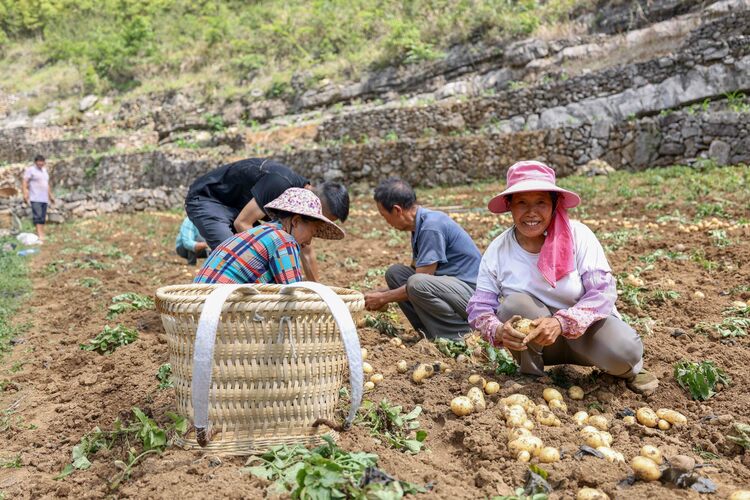 貴州羅甸：石漠化山區迎來新産業 一地雙收拓寬致富路_fororder_群眾采收馬鈴薯2