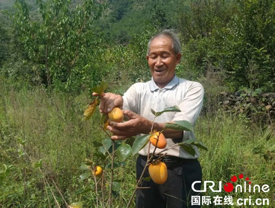 （烤煙是植物名稱）貴州水城：産業扶貧帶動貧困群眾脫貧致富