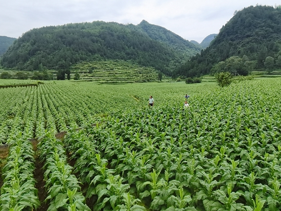 貴州思南：黨員幹部服務農民烘烤煙葉忙_fororder_技術人員走進煙地指導田間管理（縣煙草公司 供圖）