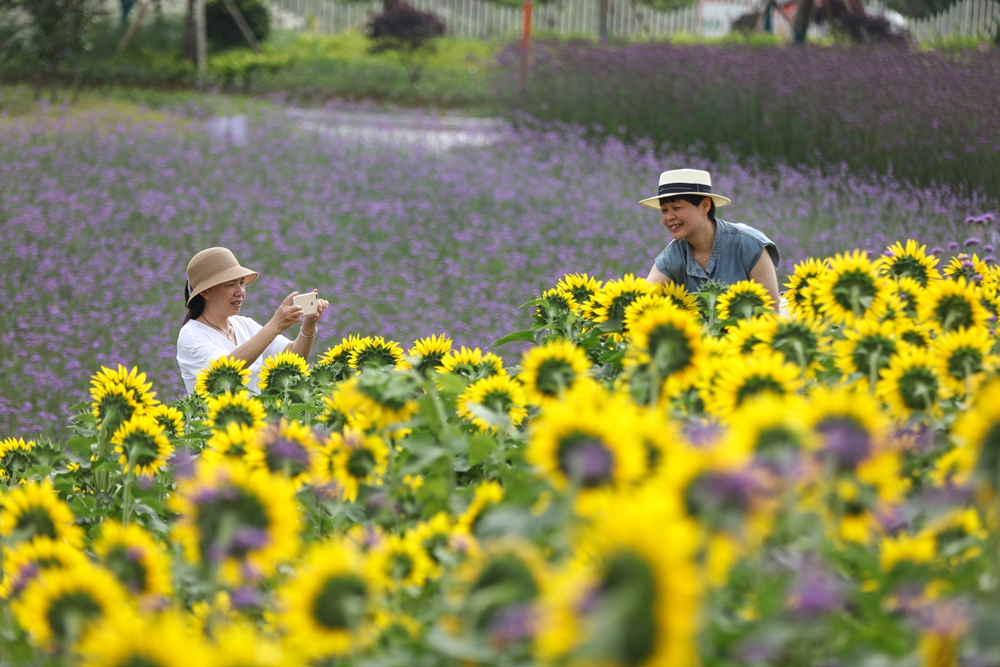 貴州施秉：繽紛夏日 景美如畫_fororder_7月2日，遊客在貴州省黔東南苗族侗族自治州施秉縣牛大場鎮牛大場村藥谷花圃基地拍照遊玩。（磨桂賓 攝） (1).JPG