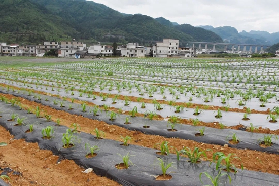 （供稿）貴州都勻：孵化園搭臺 高粱種植按下“快進鍵”_fororder_640