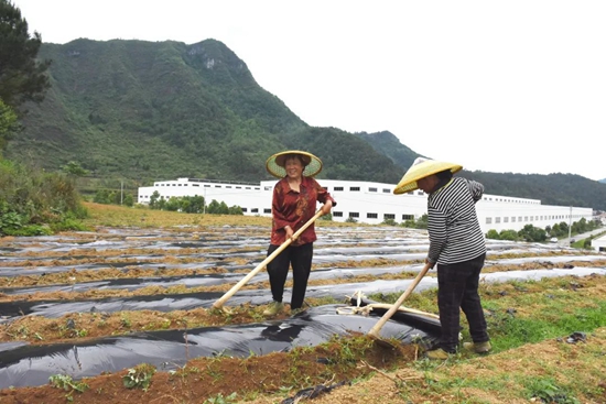 （供稿）貴州都勻：孵化園搭臺 高粱種植按下“快進鍵”_fororder_640 (1)