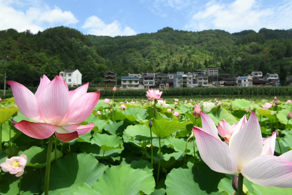 貴州鎮遠：盛夏時節 “荷”美鄉村_fororder_貴州省鎮遠縣蕉溪鎮三門灘荷花綻放映襯美麗鄉村。（吳賢和  攝）