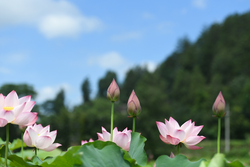 貴州鎮遠：盛夏時節 “荷”美鄉村_fororder_貴州省鎮遠縣蕉溪鎮三門灘荷花綻放。（吳賢和  攝） (3)