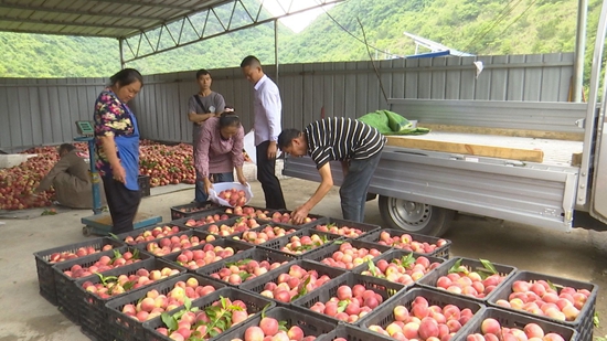 （供稿）貴州惠水：香桃成熟壓枝頭 盛夏採摘果農忙_fororder_2