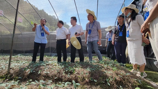 貴州劍河：聚焦林業碳匯  助力鄉村振興_fororder_參觀柳川關口林下黃精種植基地   攝影  陸丹