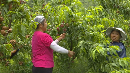 （供稿）貴州惠水：香桃成熟壓枝頭 盛夏採摘果農忙_fororder_3