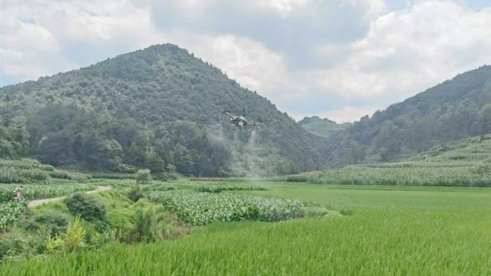 貴州修文：無人機開展病蟲害防治 為水稻豐産豐收“護航”_fororder_修文.jpeg