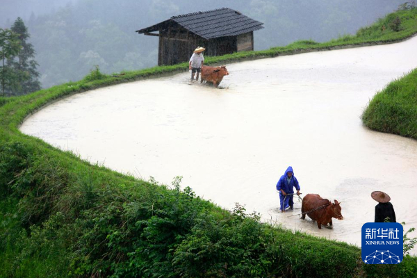 古稻“活態傳承”：保護生物多樣性的貴州實踐