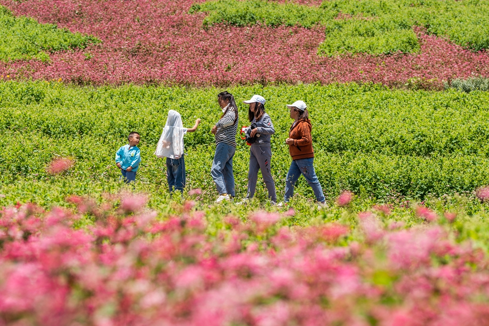 貴州威寧：蕎花爛漫引客來_fororder_2023年7月16日，遊客在貴州省畢節市威寧彝族回族苗族自治縣板底鄉雄鷹村觀賞蕎麥花。 (3)