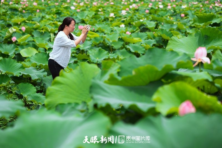 貴州各地：荷花競放美天際