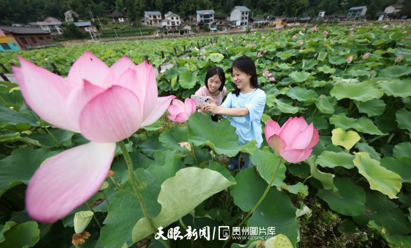 貴州各地：荷花競放美天際