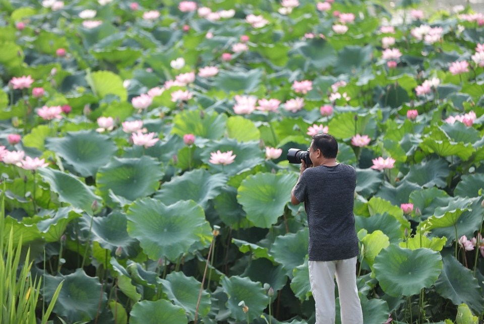 貴州施秉：繽紛夏日 景美如畫_fororder_6月30日，攝影愛好者在貴州省黔東南苗族侗族自治州施秉縣城關鎮上翁哨村拍攝荷花。（磨桂賓 攝）.JPG