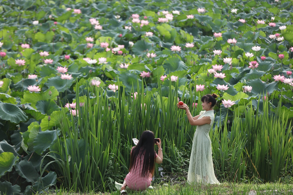 貴州施秉：繽紛夏日 景美如畫_fororder_6月30日，遊客在貴州省黔東南苗族侗族自治州施秉縣城關鎮上翁哨村荷花池拍照遊玩。（磨桂賓 攝）.JPG