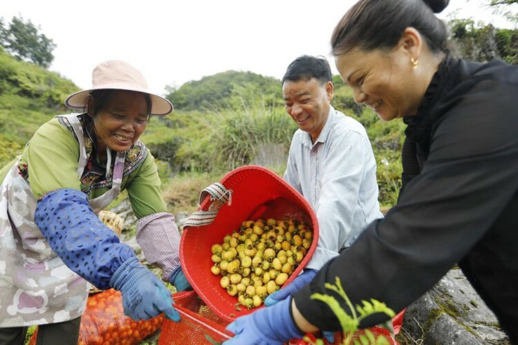 黔村+ ｜②村果篇：甜蜜的高原滋味 幸福的貴州味道