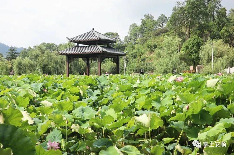 21℃的城市 360度的人生｜涼爽的安順 火熱的安順