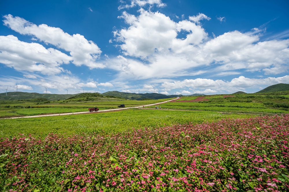 貴州威寧：蕎花爛漫引客來_fororder_2023年7月16日，遊客在貴州省畢節市威寧彝族回族苗族自治縣板底鄉雄鷹村觀賞蕎麥花。 (11)