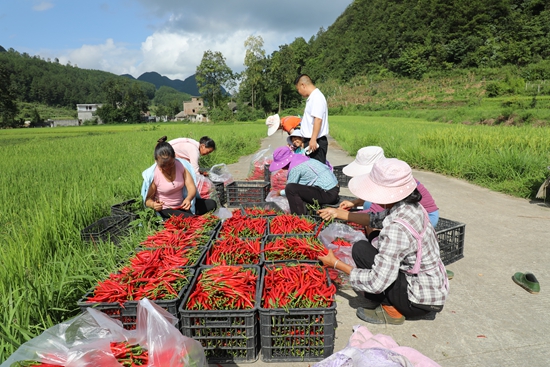 貴州惠水雅水鎮：紅辣椒挂滿枝 火熱采收正當時_fororder_1.JPG