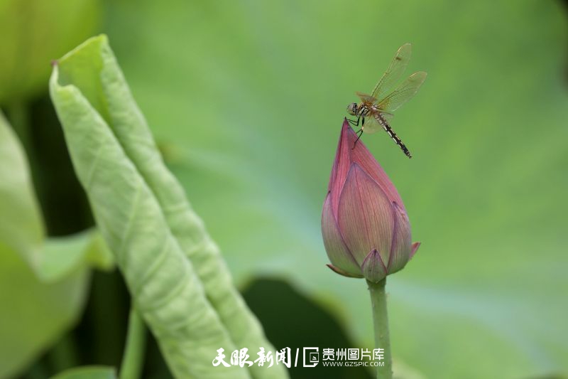 貴州各地：荷花競放美天際