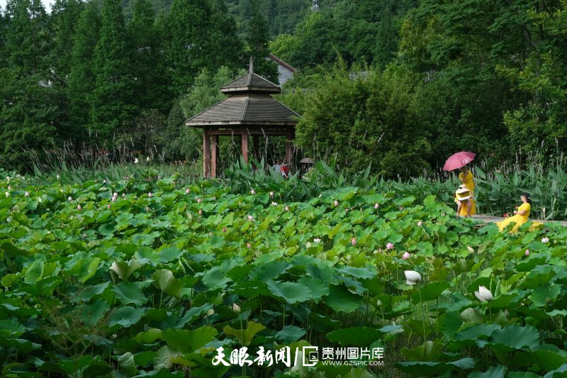 貴州各地：荷花競放美天際