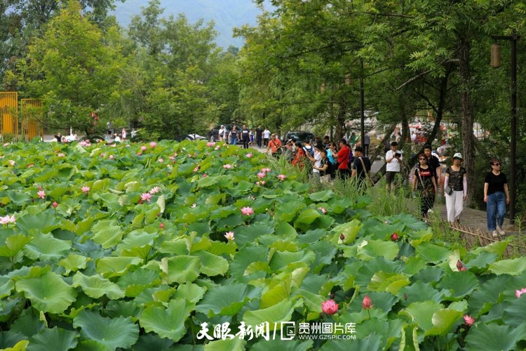 貴州各地：荷花競放美天際