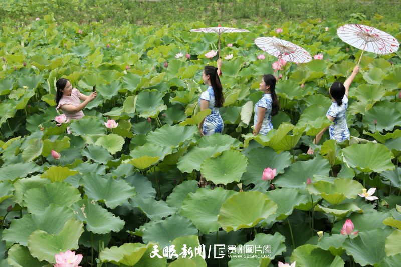 貴州各地：荷花競放美天際