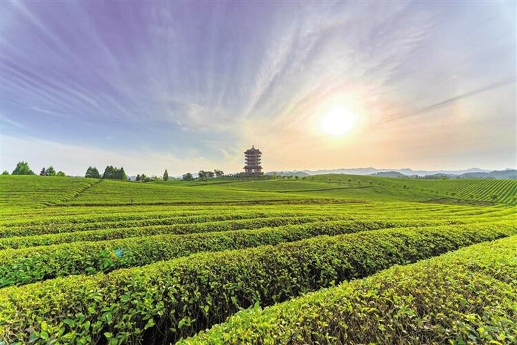 （頭條）逐夢沃野繪新景 —解讀中國式現代化貴州實踐的湄潭新篇章_fororder_77eb7420-3e6a-46bf-a0fc-baa85a459c8f