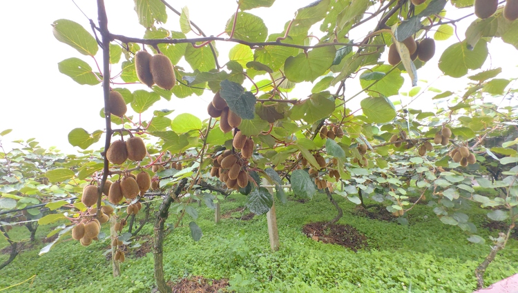 黔村+ ｜②村果篇：甜蜜的高原滋味 幸福的貴州味道