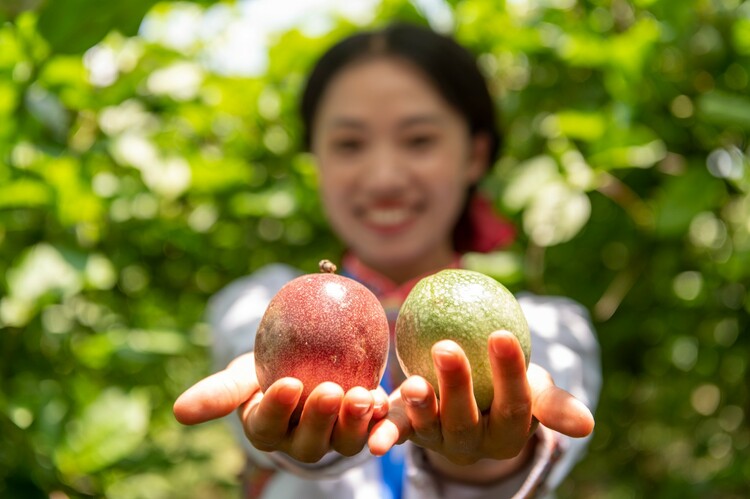 黔村+ ｜②村果篇：甜蜜的高原滋味 幸福的貴州味道