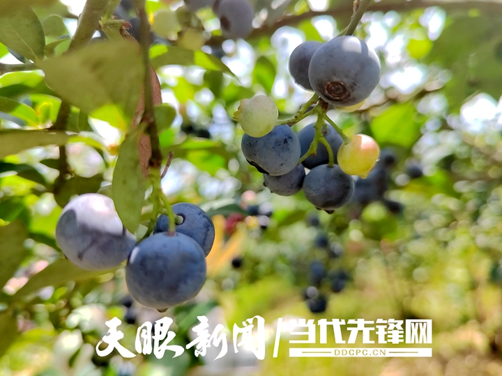 黔村+ ｜②村果篇：甜蜜的高原滋味 幸福的貴州味道