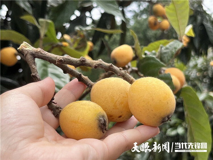 黔村+ ｜②村果篇：甜蜜的高原滋味 幸福的貴州味道