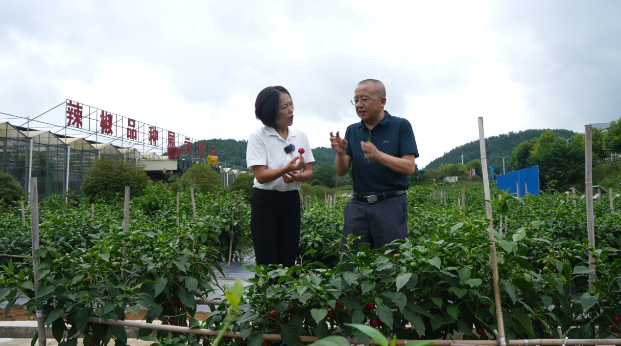 資源稟賦孕育生態貴椒