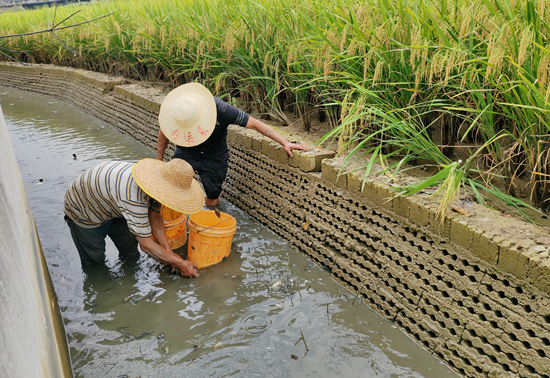 貴州遵義：稻米香 魚兒壯 2.5萬畝稻魚喜迎豐收_fororder_遵義2