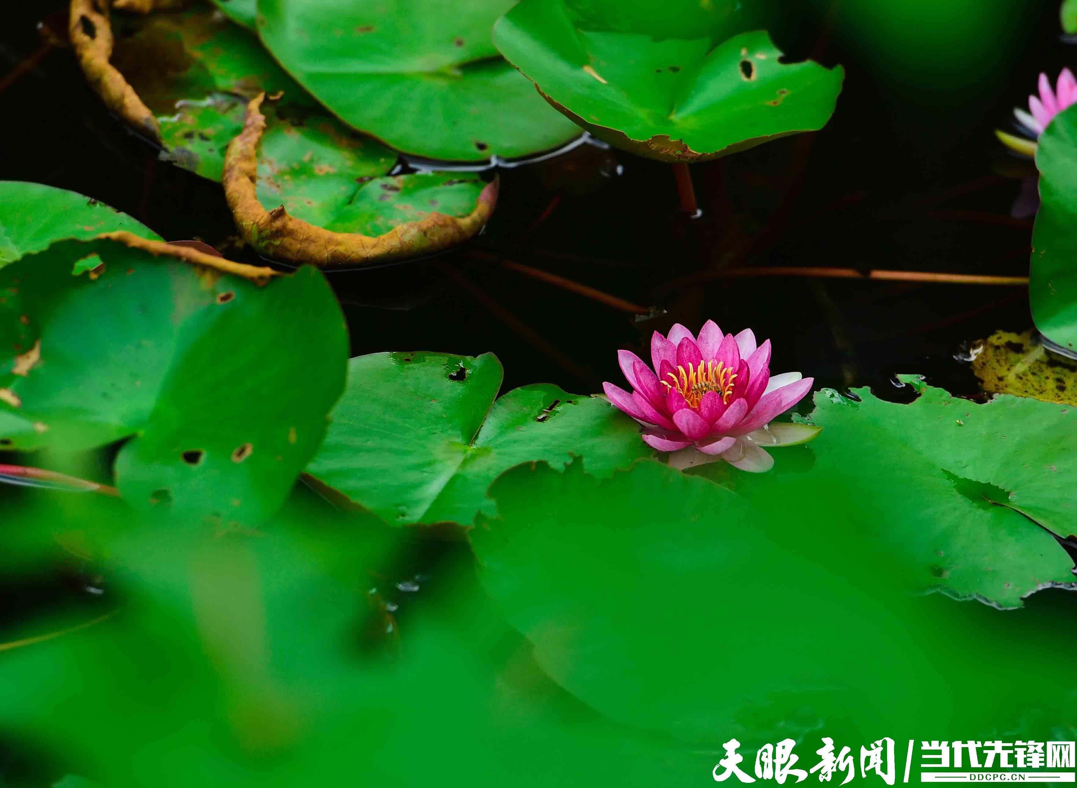 貴陽：花溪公園避暑遊