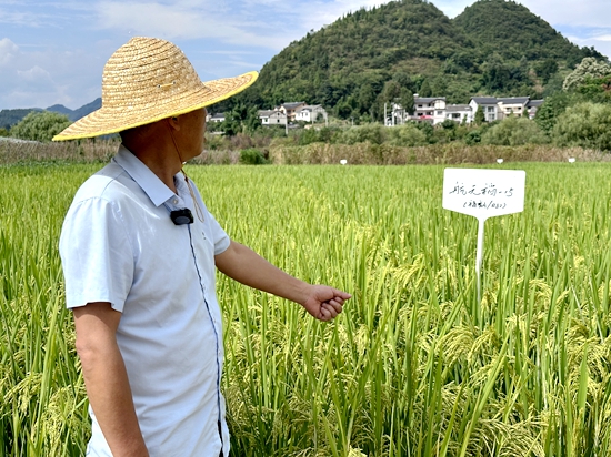 貴州遵義：山海攜手 種出“太空蔬菜”_fororder_遵義市農業科學研究院作物研究所所長張尚興在基地查看航天稻生長情況