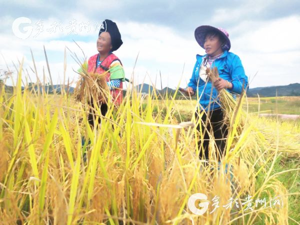 （社會）高山花冠！貴州選育特早熟水稻逆襲1560米高坡