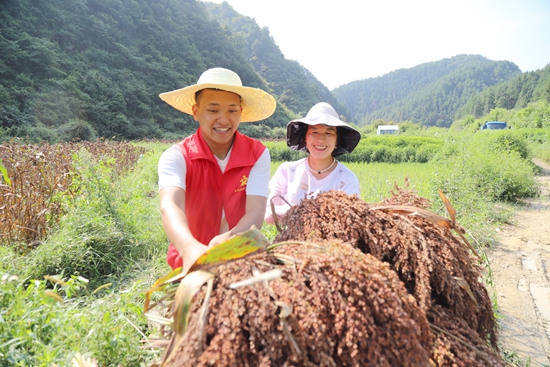 貴州鎮遠報京鄉：黨建引領産業興 百畝高粱豐收忙_fororder_37f1b9d060f2856704283e7514476cf