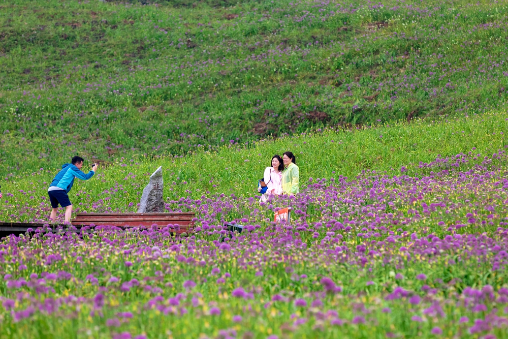 貴州屋脊韭菜坪“上演”紫色浪漫 遊客沉浸其中_fororder_IMG_7080