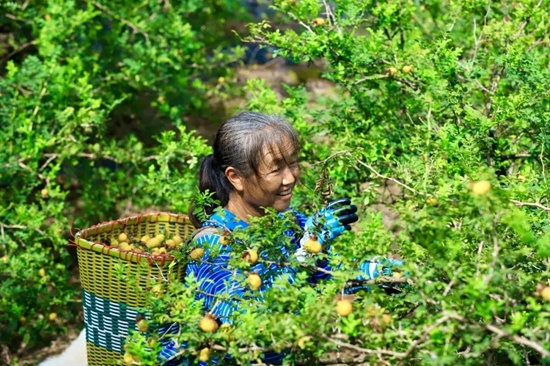 貴州都勻：讓蓬勃的鄉村産業紮根青山沃土_fororder_640 (7)