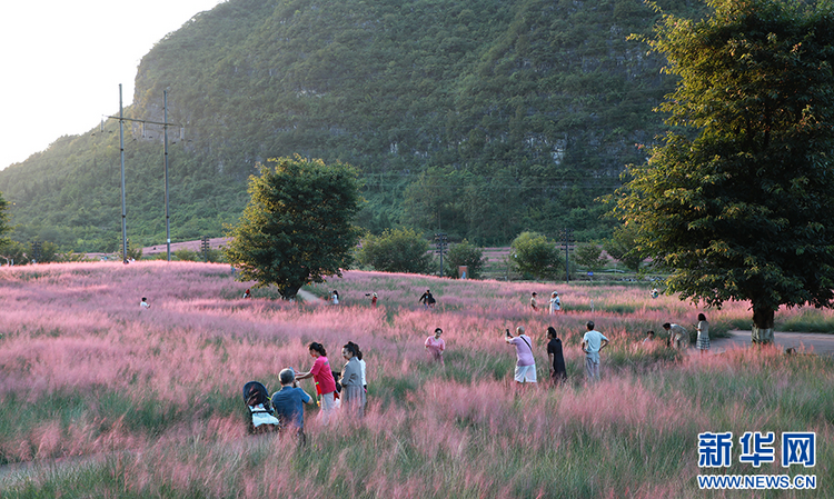 貴州長順：秋日浪漫，粉黛花海醉遊人