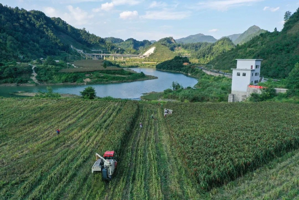 貴州都勻：又是一年高粱紅_fororder_640 (1)