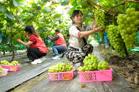 貴州天柱賴洞村：鄉賢回村産業興_fororder_葡萄採摘.JPG