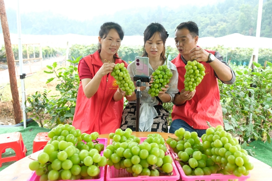 貴州天柱賴洞村：鄉賢回村産業興_fororder_葡萄種植戶在直播推介葡萄。.JPG