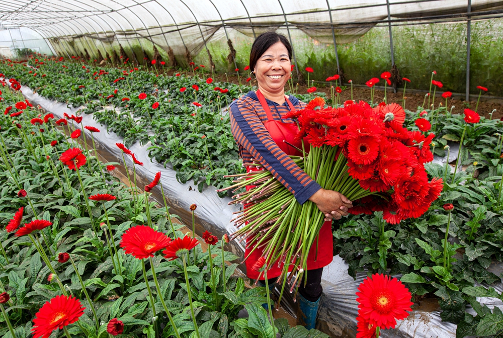 貴州黔西：寒露時節採花忙_fororder_2023年10月8日，村民在貴州省黔西市洪水鎮長堰社區鮮花種植基地採摘非洲菊。IMG_7399.JPG