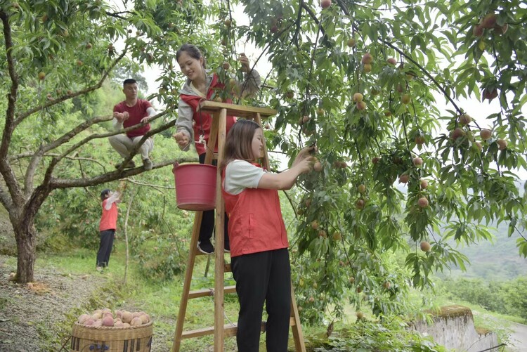 貴州鎮遠㵲陽鎮：小山村綠色“蝶變”，成為新晉網紅打卡點