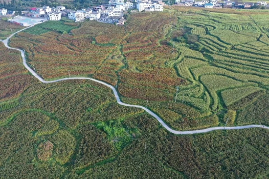 貴州都勻江洲大壩高粱紅 村民喜獲豐收_fororder_mmexport1693983938738