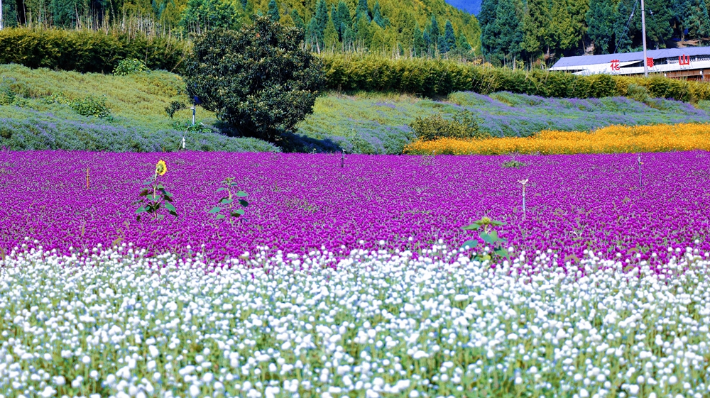 賞絢爛花海 品麻江風光 貴州麻江卡烏藥谷江村菊花園開園_fororder_微信圖片_20230912144218