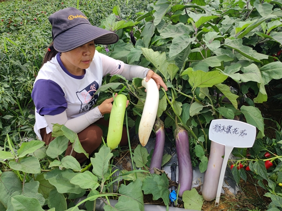 貴州遵義：山海攜手 種出“太空蔬菜”_fororder_試種的航天白茄、航天青茄、航天紫花茄已成熟