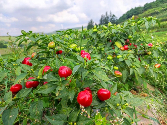 貴州威寧：訂單式種植發展産業 助力鄉村振興_fororder_畢節